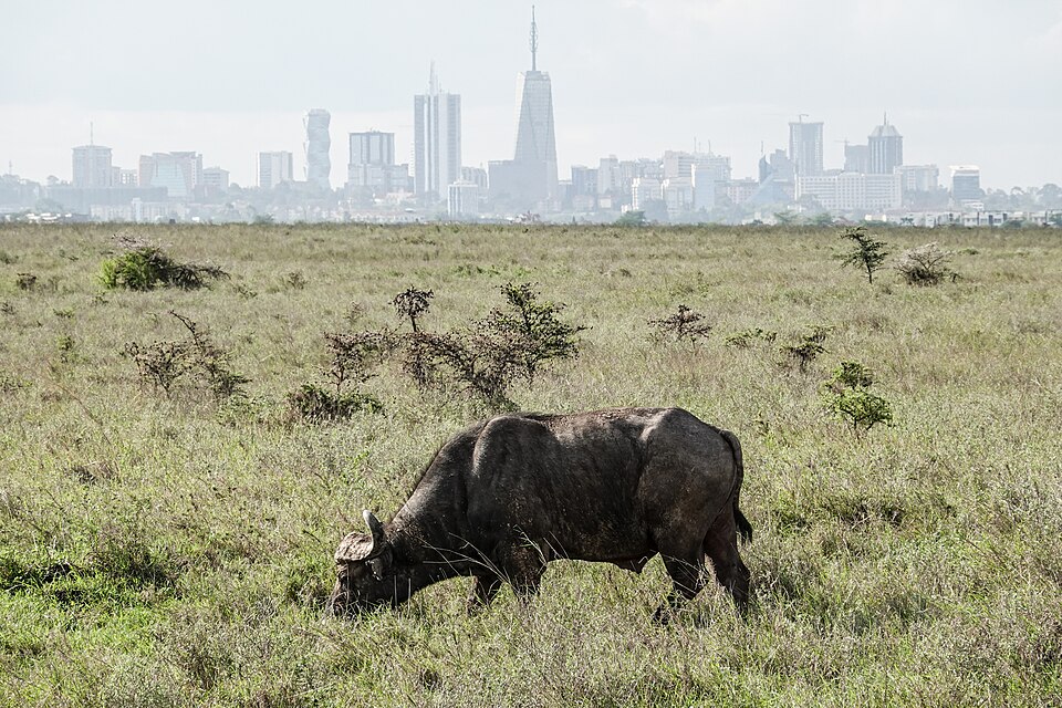 Buffalo in Nairobi National Park with the city skyline behind