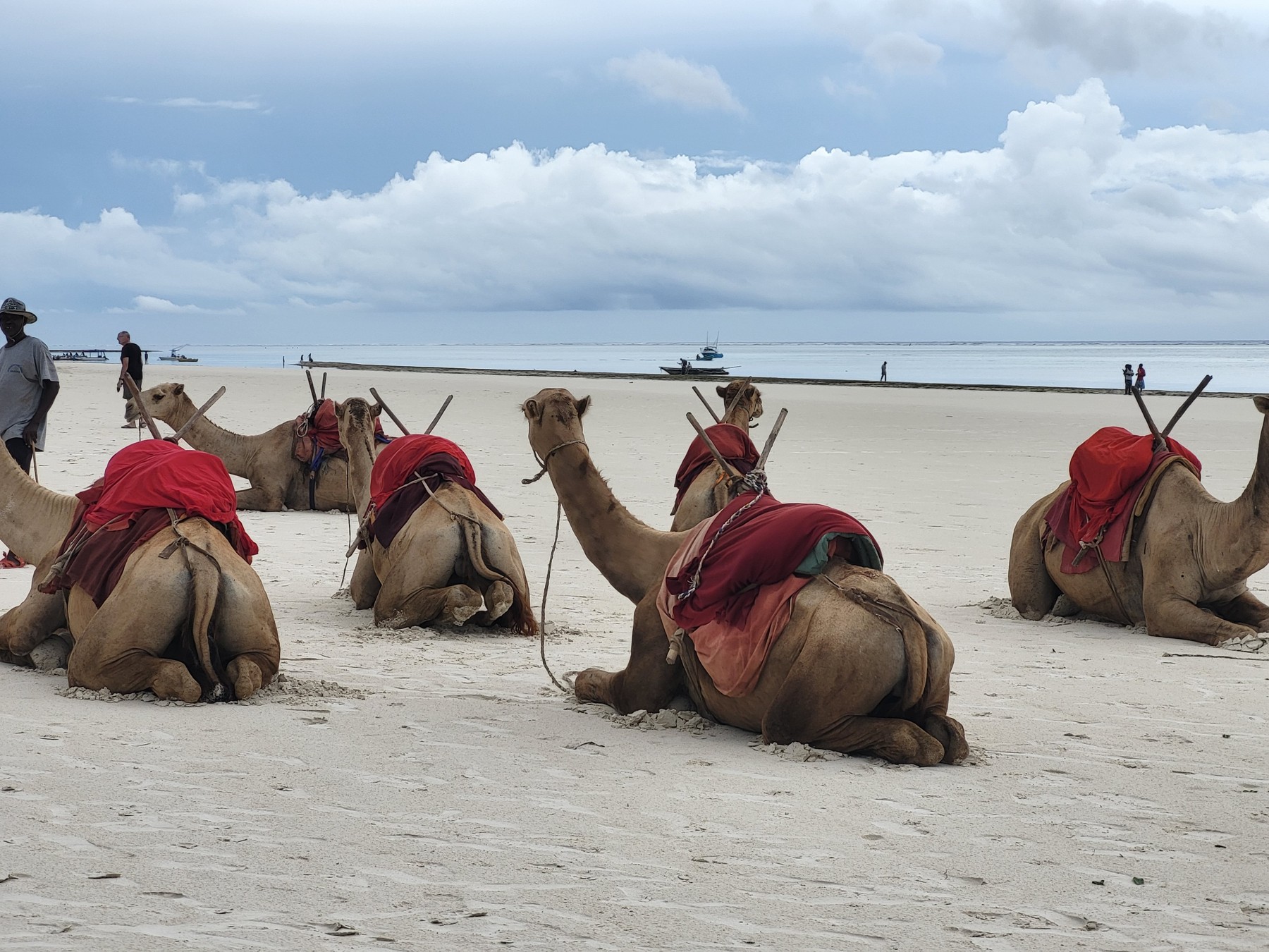Camels resting on Diani Beach, Kwale County